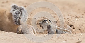 Two Ground Squirrels looking for food in dry Kalahari sand artistic conversion