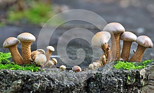 Two groups of brown toadstools