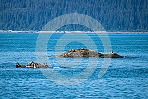 Two groups of sun bathing sea lions are situated on rocks , which are surrounded by the blue water of the Glacier Bay - Alaska