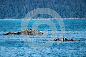 Two groups of sun bathing sea lions are situated on rocks , which are surrounded by the blue water of the Glacier Bay - Alaska