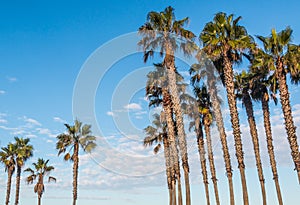 Two Groups of Tall Palm Trees with Blue Sky