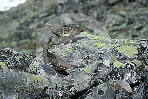 Two Grouse/Rype  in Norwegian mountains