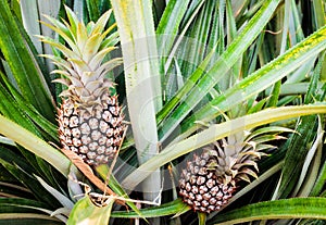 Two growing Pineapples