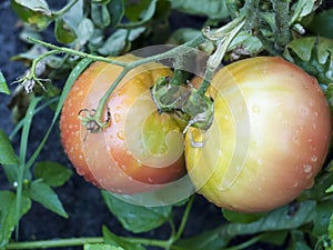 Two growing wet tomatoes