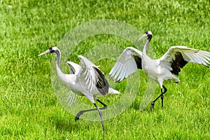 Two grus japonensisis in meadow