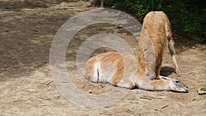 Two guanaco lamas playfully bite and butt each other