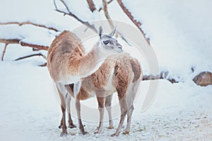 Two Guanacos, mother and baby on a natural winter background,