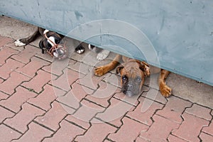 Two guard dogs boxers