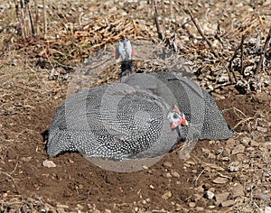 Two Guinea Fowl Dust Bath photo