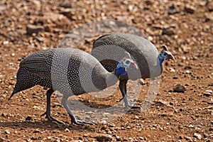 Two Guinea-fowl searching for food