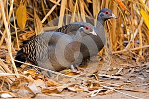 two guinea fowls foraging among the dry leaves