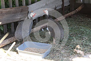 Two guinea fowls in the yard on a home farm outdoors in summer