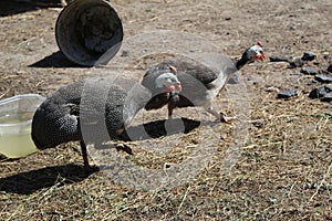 Two guinea fowls in the yard on a home farm outdoors in summer