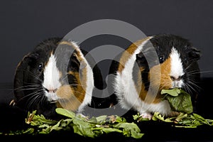 Two Guinea Pigs