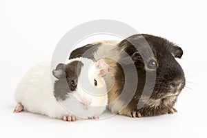 Two Guinea Pigs Against White Background