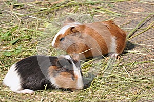 Two Guinea Pigs (Cavia porcellus)