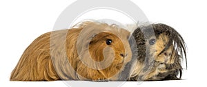 Two Guinea Pigs - Cavia porcellus, lying,