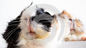 Two guinea pigs - close up of the white snouts