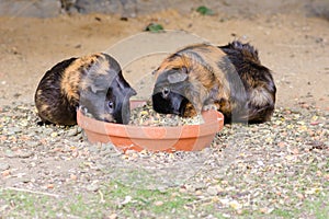 Two Guinea pigs eating in Pairi Daiza zoo, Belgium