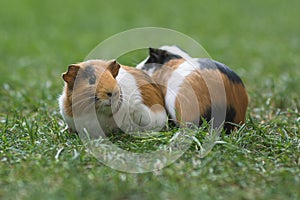 two guinea pigs are feeding on green grass