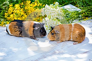 Two guinea pigs with flowers