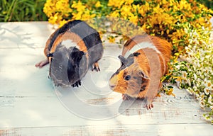 Two guinea pigs outdoors in summer