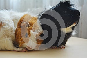 Two guinea pigs funny portraits close up indoor