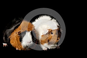 Two guinea pigs isloated on black