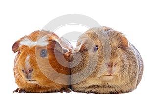 Two guinea pigs isolated