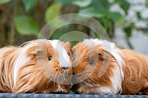 Two Guinea Pigs Nuzzling on Wicker Table