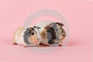 Two guinea pigs on a pink background