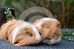 Two Guinea Pigs on Woven Surface