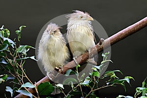 two guira cuckoo (Guira guira) birds