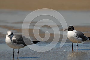 Two Gulls