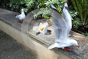 Two gulls discovered forgotten box of take-away food