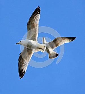 Two gulls in flight