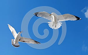 Two Gulls Flying and fighting