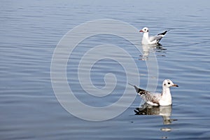Two gulls on the water