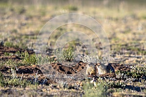 Two Gunnisonâ€™s Prairie Dogs at their burrow in summer