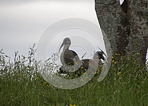 Two Hadeda Ibis Birds at Base of Tree in Long Grass