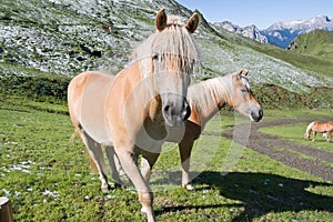 Two haflinger horses