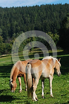 Two haflinger horses