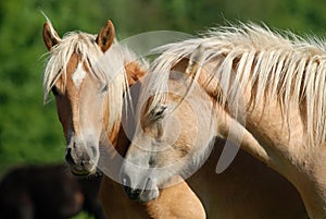 Two haflinger horses