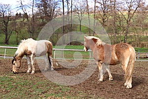 Two Haflinger horses posing on a meadow
