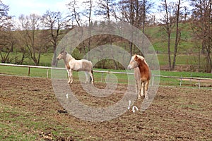 Two Haflinger horses posing on a meadow