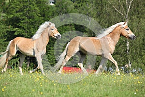 Two haflinger horses running on pasturage