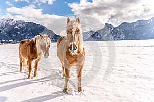 Two Haflinger horses on the winter meadow and mountain peaks on background