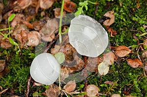 Two hailstones, one transparent and the other opaque