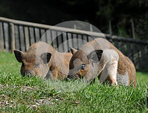 Two hairy pigs lying in the grass