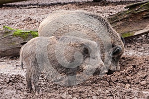 Two hairy porks in the mud. Wildlife and farming concept